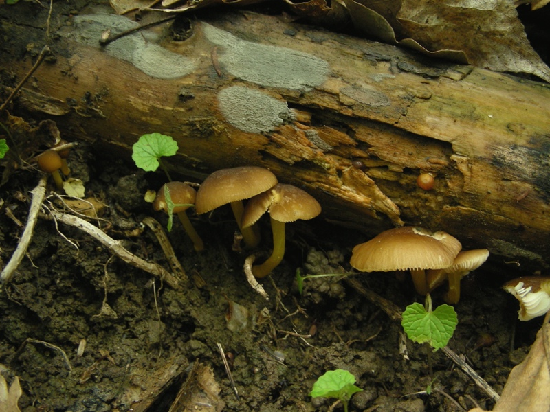 Escursione al parco dei cedri